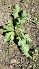 Rumex
