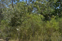 Acacia simsii