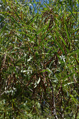 Acacia simsii