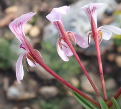 Pelargonium laevigatum laevigatum