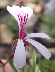 Pelargonium laevigatum laevigatum