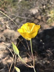 Calochortus weedii