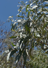 Acacia longispicata