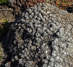 Bolax gummifera