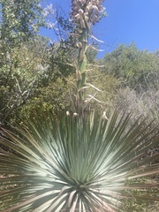 Hesperoyucca