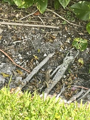 Leiocephalus carinatus