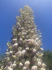 Hesperoyucca