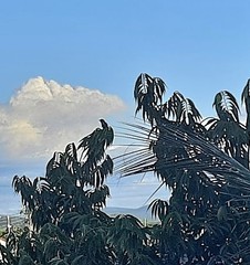 Compsothraupis loricata