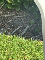 Leiocephalus carinatus