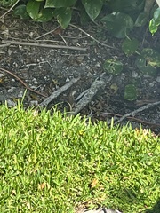 Leiocephalus carinatus