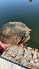 Trachemys scripta