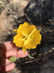 Calochortus weedii