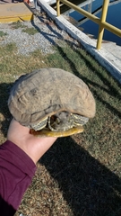 Trachemys scripta