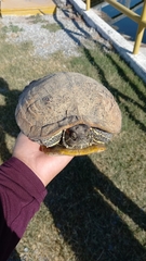 Trachemys scripta