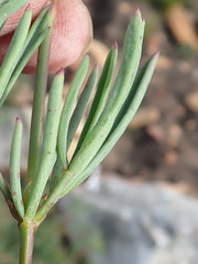 Pelargonium laevigatum laevigatum