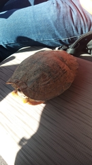Trachemys scripta
