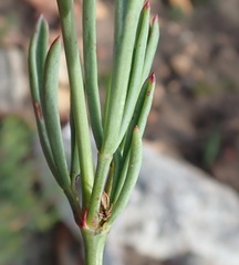 Pelargonium laevigatum laevigatum