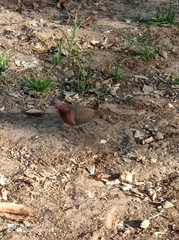 Streptopelia senegalensis