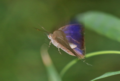 Arhopala silhetensis