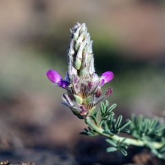 Dalea pogonathera
