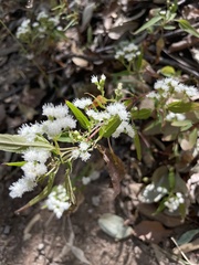 Ageratina paupercula