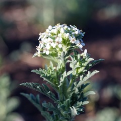 Lepidium thurberi