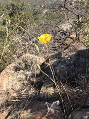 Calochortus weedii