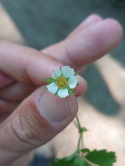 Potentilla sterilis