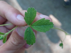 Potentilla sterilis