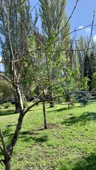 Catalpa
