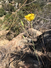 Calochortus weedii