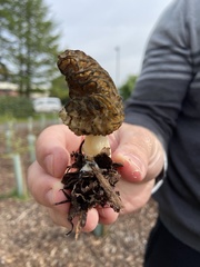 Morchella angusticeps