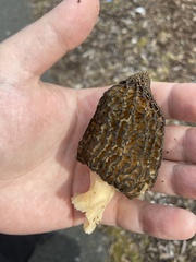 Morchella angusticeps