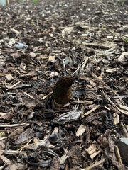 Morchella angusticeps