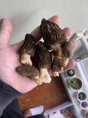 Morchella angusticeps