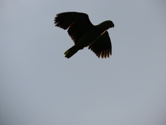 Amazona auropalliata caribaea