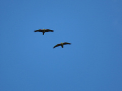 Amazona auropalliata caribaea