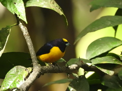 Euphonia concinna