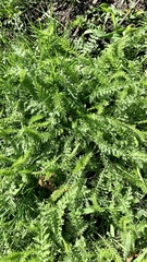 Achillea millefolium