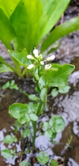 Cardamine breweri
