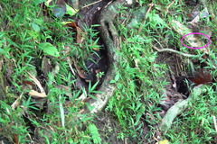 Heteronaias heterodoxa