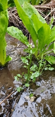 Cardamine breweri