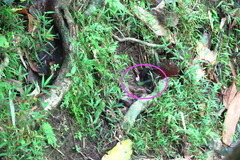 Heteronaias heterodoxa