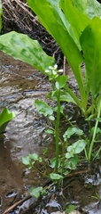Cardamine breweri