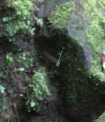 Heteronaias heterodoxa