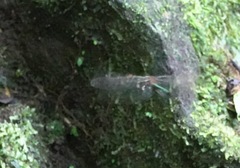 Heteronaias heterodoxa