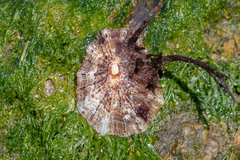 Patella ulyssiponensis