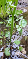 Cardamine breweri