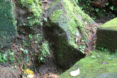 Heteronaias heterodoxa