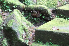 Heteronaias heterodoxa